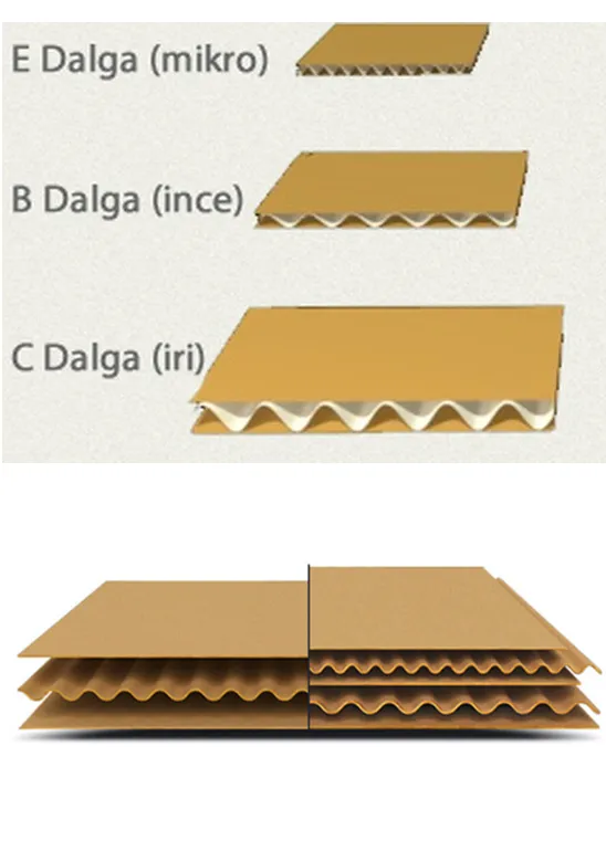 C Dalga Koli